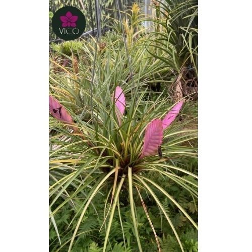 Tillandsia Cyanea Variegata 