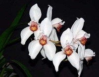 Cymbidium erythrostylum