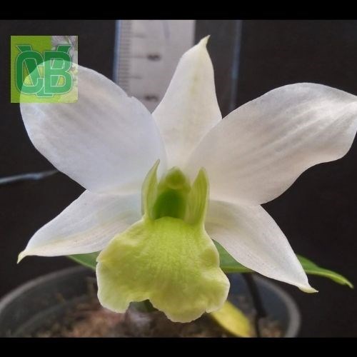 Dendrobium sanderae var. major X Dendrobium scabrilingue