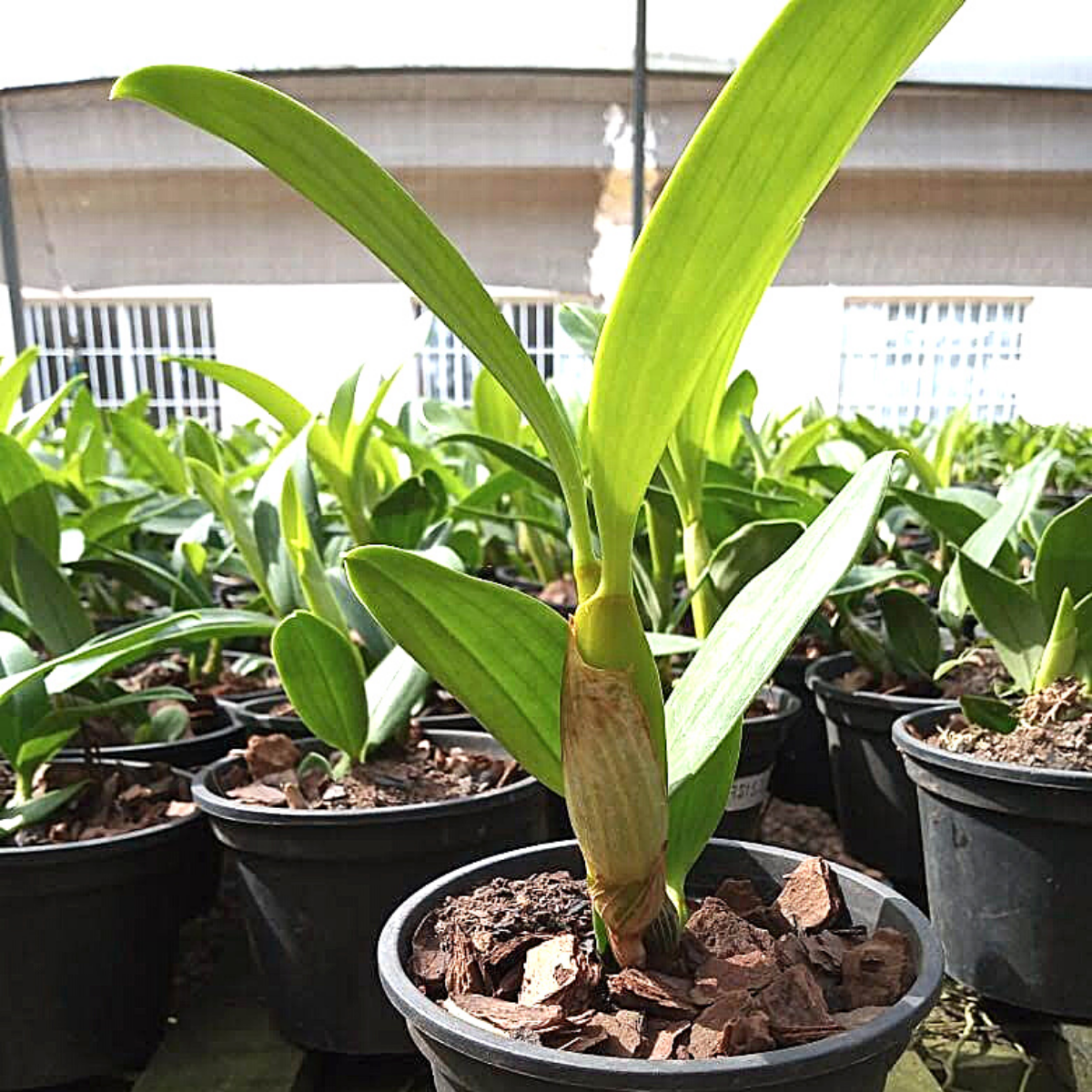 Orquídea Dendrobium spectabile
