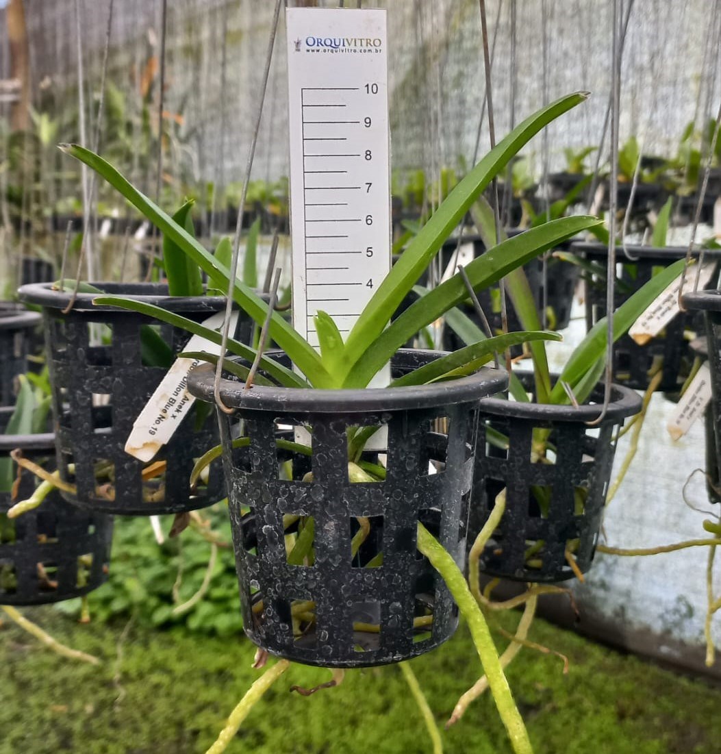 Kit - 4 Mudas De Orquídea Vanda