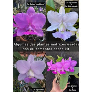 Kit de Mudas De orquídea Cattleya Walkeriana E Nobilior Para Replantar