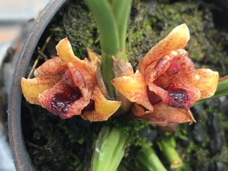 Maxillaria madida