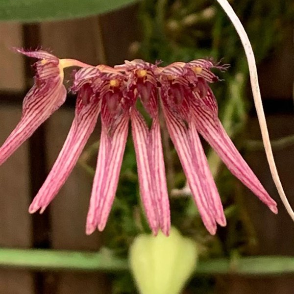 Orquídea Bulbophyllum melanoglossum