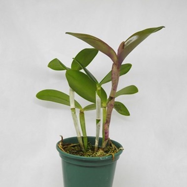 Orquídea (Brassolaeliocattleya Durigan × Cattleya granulosa) × Cattleya loddigesii
