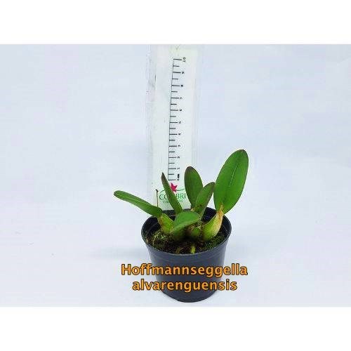 Orqu&#237;dea Hoffmannseggella alvarenguensis