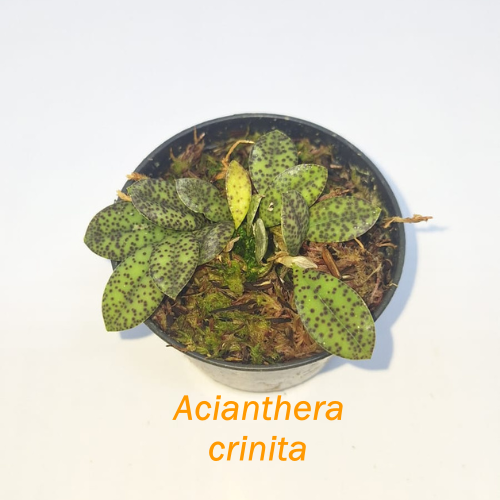 Orquídea  Acianthera crinita