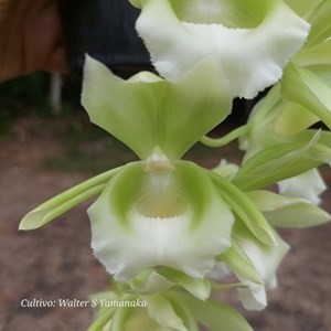 Clowesetum Raymond Lerner - Adulto