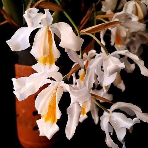 Orquídea Coelogyne cristata ! Com Vaso !