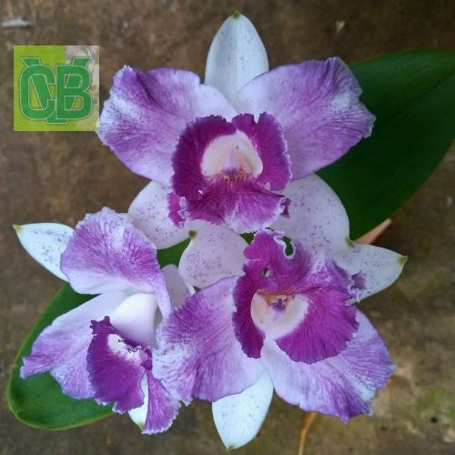 Cattleya Intermedia coerulia pelorica x Cattleya amethystoglossa coerulia