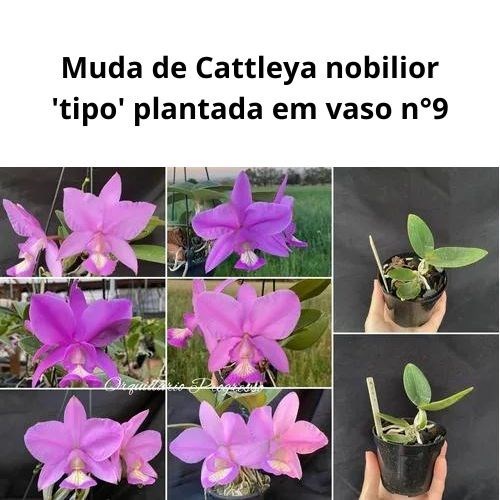 Orquídea Cattleya nobilior 'tipo' (muda)
