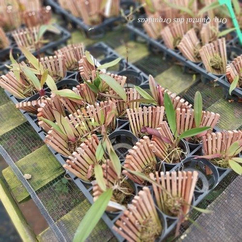 Comparettia speciosa - Adulto - Leque