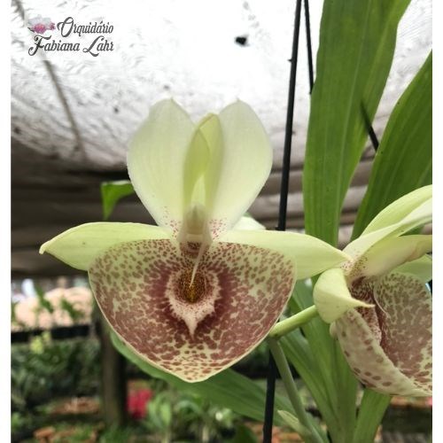 Catasetum Carlos Lahr