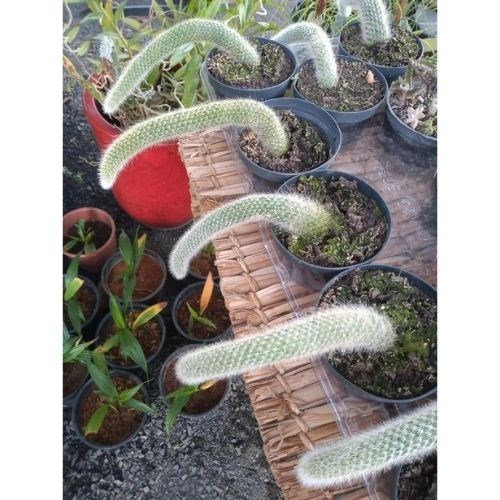 Cacto Rabo de Macaco