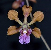 Encyclia hanburyi