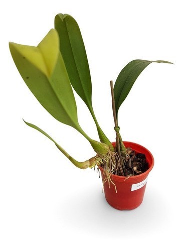 Orquídea Bulbophyllum Wilmar Galaxy Planta Adulta Exótica