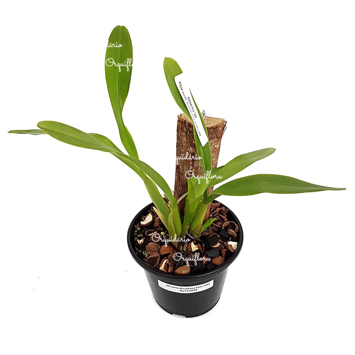 Orquídea Miltonia moreliana Semi Alba Planta Adulta Flor