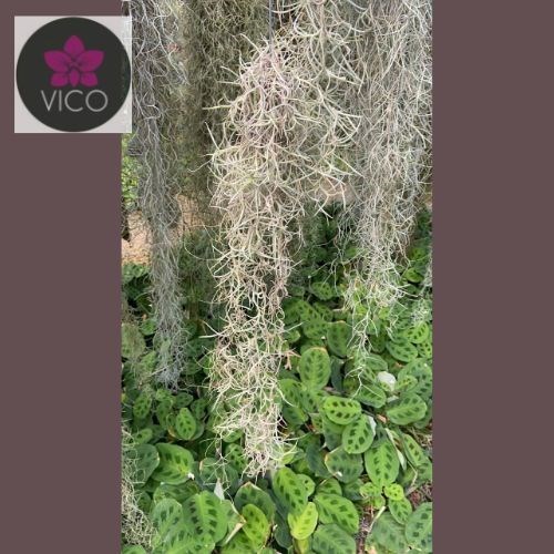 Tillandsia usneoides 