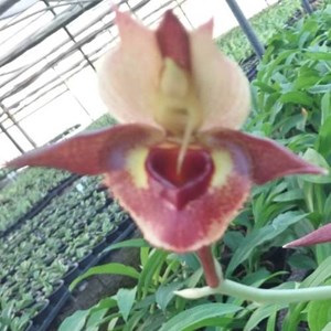 Catasetum Charles Fouquette - ADULTO - PROMOÇÃO