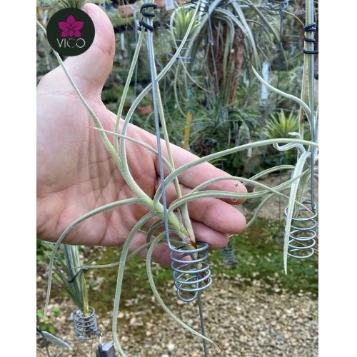 Tillandsia Crocata "Cooper Penny"