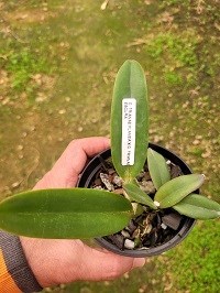 Cattleya trianae ( flamea x escura )