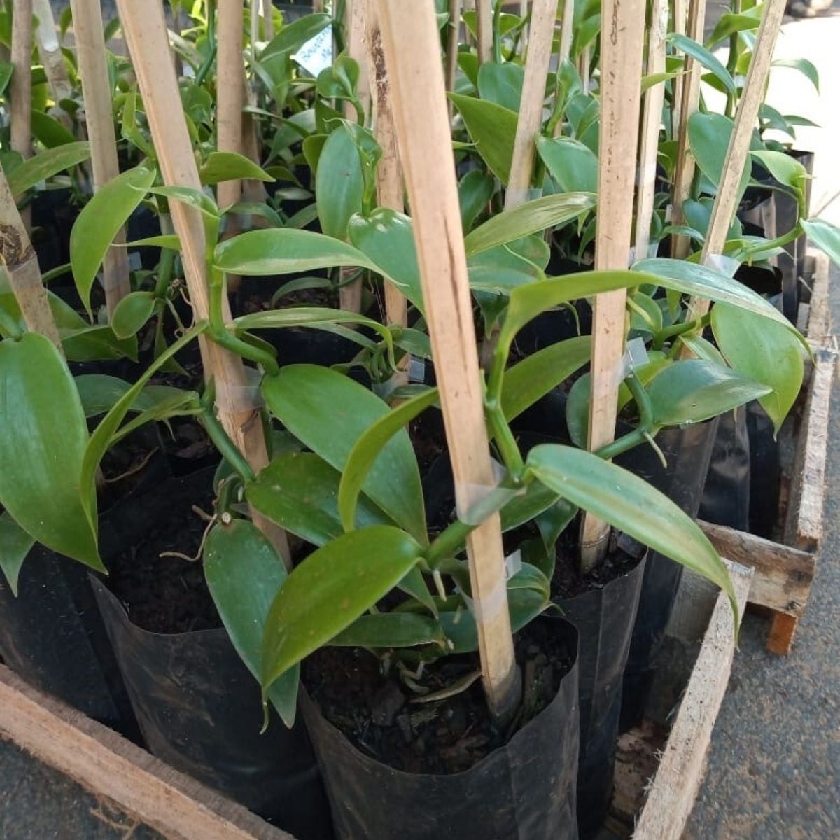 Orquídea Vanilla planifolia (baunilha mexicana)