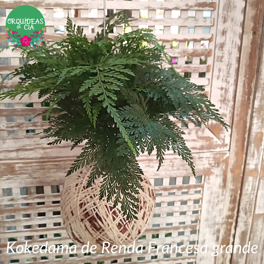 Kokedama de Folhagem Renda Francesa grande