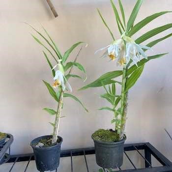 Orquídea Thunia Marshalliana