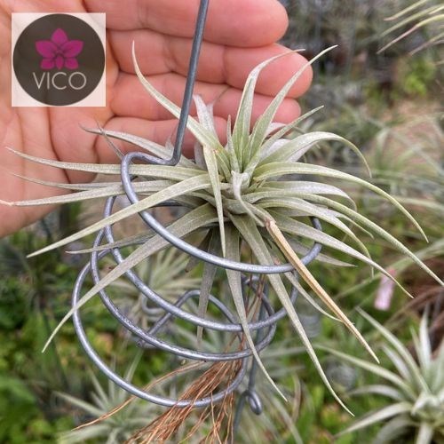 Tillandsia spinosae