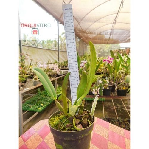 Cattleya lueddemanniana coerulea 'DAD' x C. lueddemanniana tipo 'NR8'