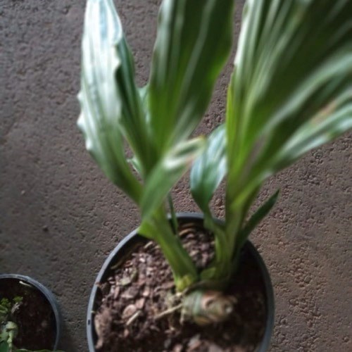 Phaius alba x Phaius tankervilleae (Capuz de Freira)