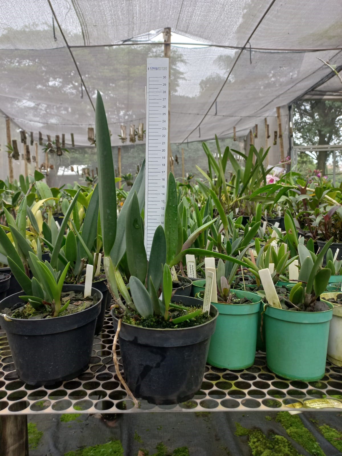 Orquídea Blc. Jimminy Cricket orchidglade  x (C. Pão de açúcar x C. Pedra da Gávea)