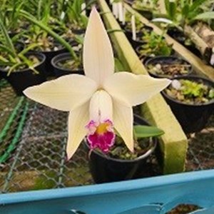 Registro Disponível: Cattleya Fuchsia Doll x Hoff. briegeri