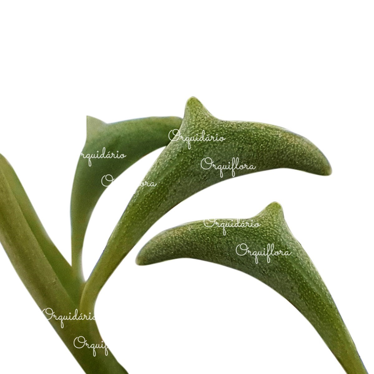 Muda Suculenta Colar de Golfinho Senecio Peregrinus