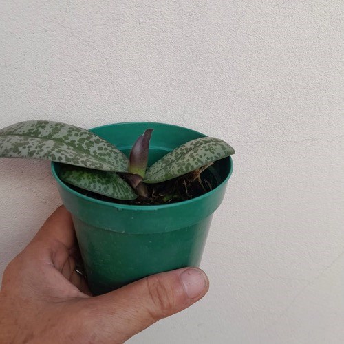 Phalaenopsis schilleriana