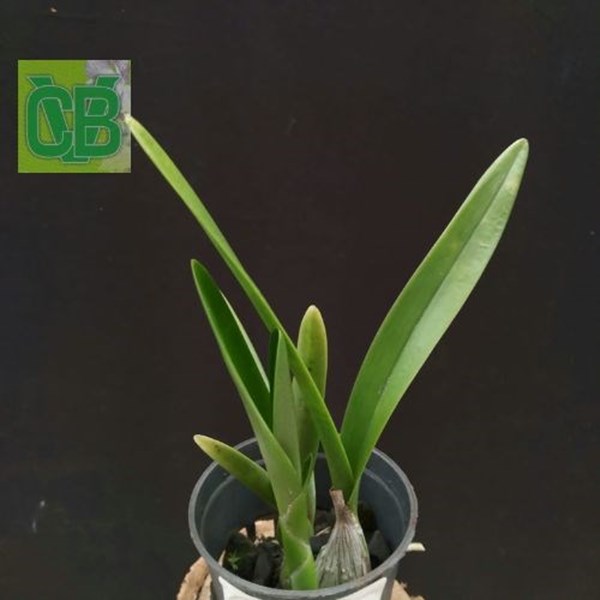 Orquídea Encyclia duvenii - S1517