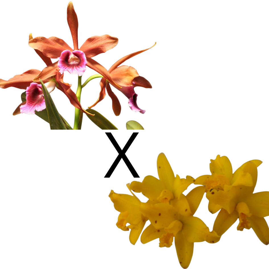  Laelia Tenebrosa X Laelia Briegeri