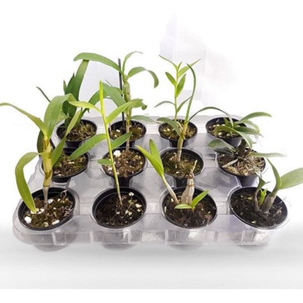 Kit Mudas De Orquídeas Mista 36 Unidades Super Promoção.
