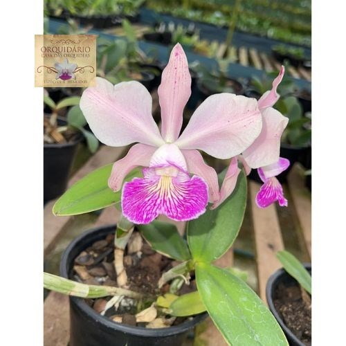 Orquídea Cattleya nobilior x Cattleya schilleriana 