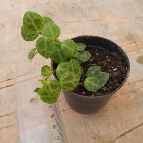 Colar de Tartaruga (Peperomia Prostata)