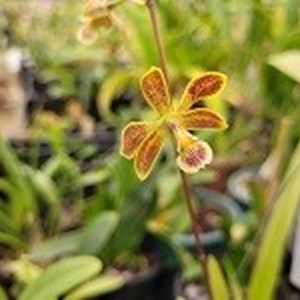 Registro Disponível: Encyclia ( patens x oncidioides )