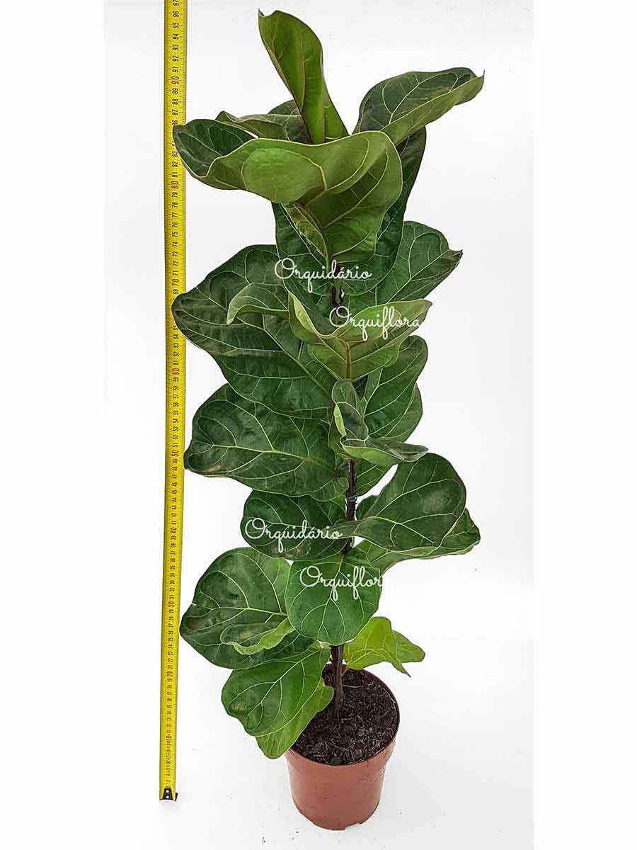 Muda Ficus lyrata Figueira-Lira Planta Natural Ornamental