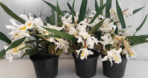Orquídea Coelogyne cristata Entouceirada ! Planta Adulta !