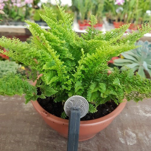 Kit 2 Mini Samambaias Havaianas Planta Natural