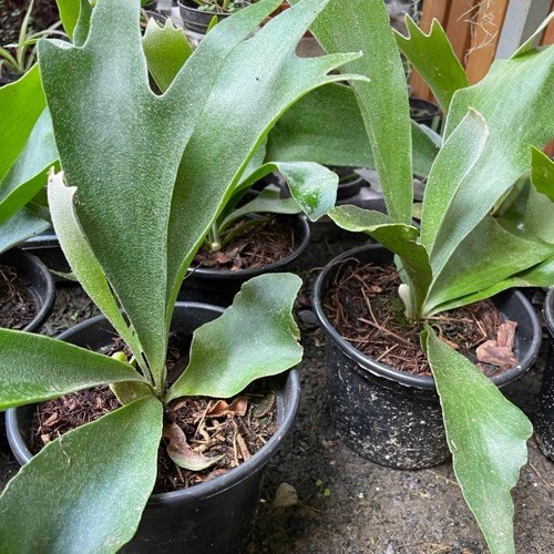 Folhagem Chifre-de-Veado (Platycerium bifurcatum)