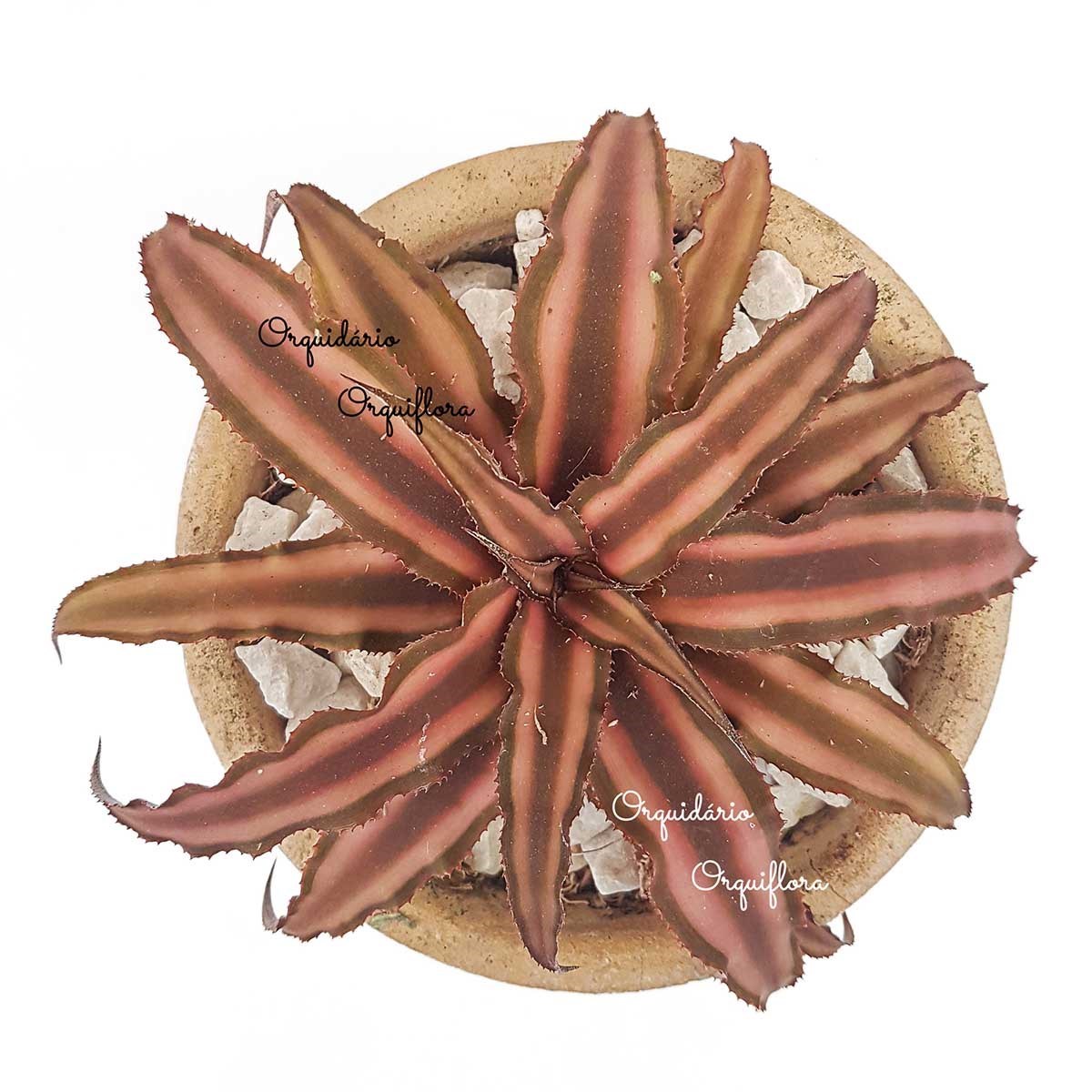 Muda Bromelia Neoregelia Cryptanthus Rosada Com Vaso