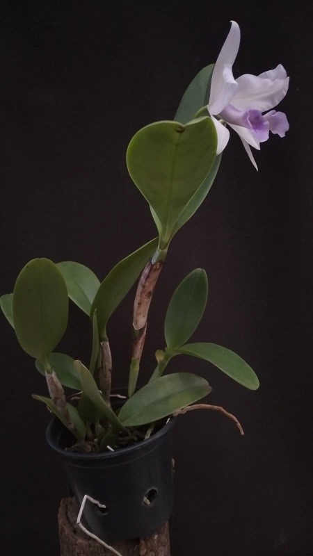 Cattleya deckeri coerulia - S0407B