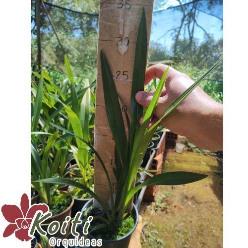 Orquídea Cymbidium Dorothy Stockstill - Meristema