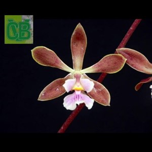Orquídea Encyclia chapadense - S1504