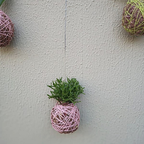 Kokedama de Folhagem Ripsalis